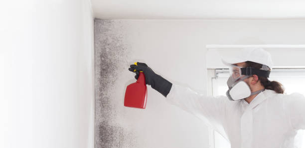 Best DIY Mold Remediation Support Services in Turtle Creek, PA